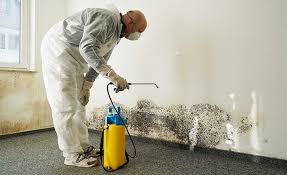 Best Black Mold Removal  in Lewiston, UT